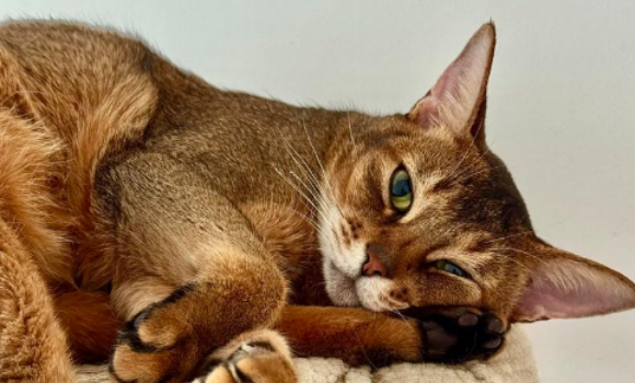 阿比西尼亚猫怎么养?新手铲屎官赶紧看过来 阿比西尼亚猫怎么养?新手铲屎官赶紧看过来
