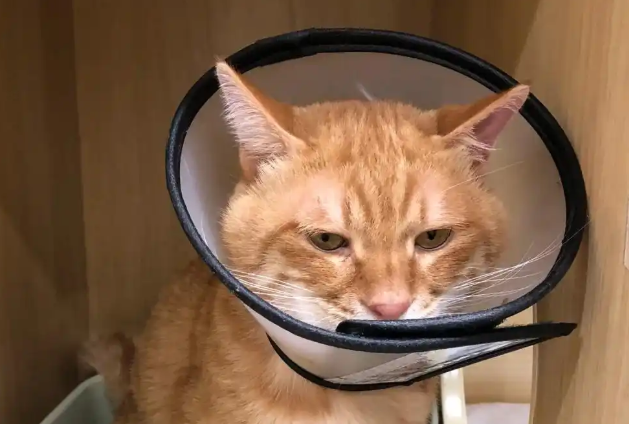 猫咪耳朵尖肿胀是什么原因引起的