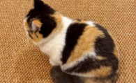 猫尿结石吃什么药