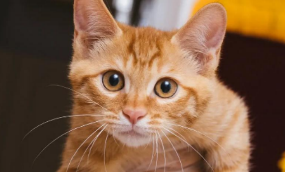 橘猫猫传腹能治好吗 橘猫猫传腹能治好吗