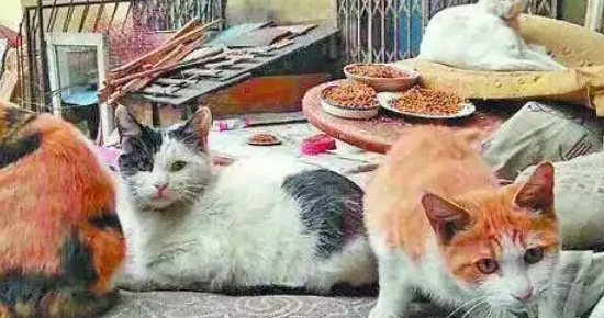 五万流浪猫围城:哈尔滨的“喵”患与解法 五万流浪猫围城:哈尔滨的“喵”患与解法