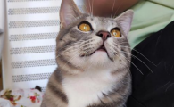 尿闭母猫会得吗