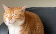 买什么鱼适合煮给猫吃淡水鱼