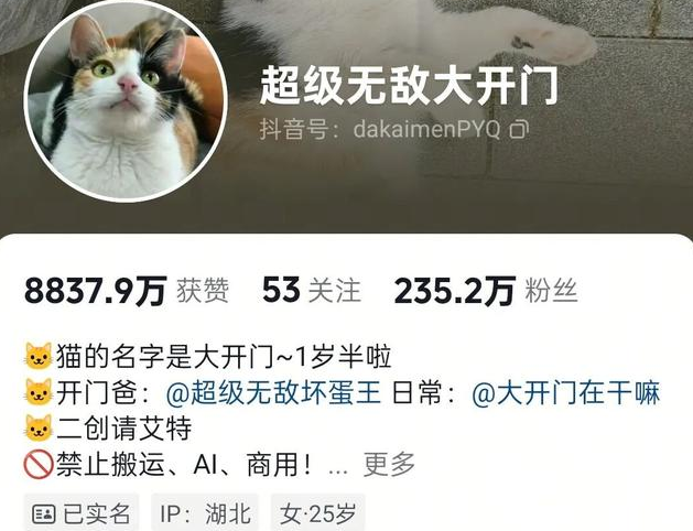 笨猫逆袭成顶流!全网蒸蚌狂欢背后,藏着当代人最需要的治愈 笨猫逆袭成顶流!全网蒸蚌狂欢背后,藏着当代人最需要的治愈