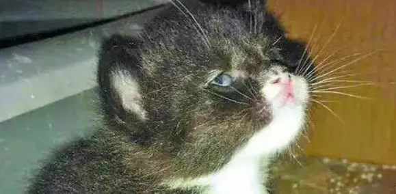 五万流浪猫围城:哈尔滨的“喵”患与解法 五万流浪猫围城:哈尔滨的“喵”患与解法