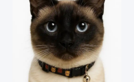 猫冠状病毒能自愈吗