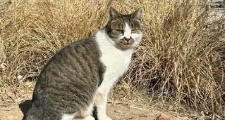 兰州大学被曝出现虐猫事件,事发至今已超3个月 兰州大学被曝出现虐猫事件,事发至今已超3个月