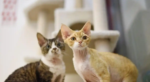 为什么养“德文卷毛猫”的人越来越多了？