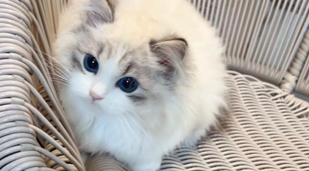 布偶猫拉肚子会自愈吗