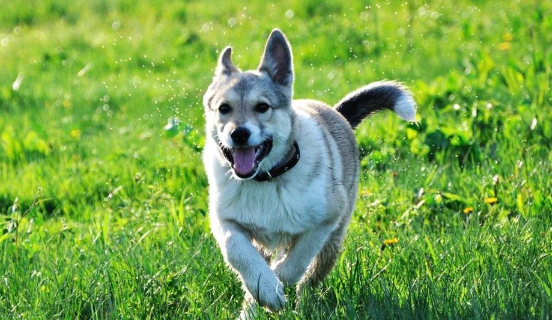莱卡犬聪明吗？古老功勋犬的智商与驯养真相