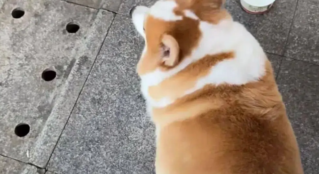 网友分享家里柯基的睡姿，天啦噜，无法想象它有多好撸