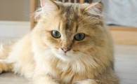 矿砂钠基猫砂哪个好?Dilab是多猫家庭福音