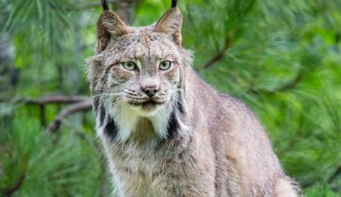 山狸子是猞猁吗？揭秘这两种神秘猫科动物的真实身份