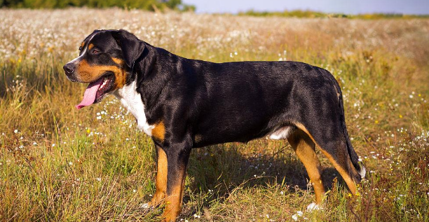 大瑞士山地犬选购指南：公犬与母犬的差异解析