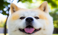 狗狗嘴臭是什么原因导致的怎么治疗