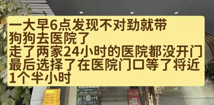 妹子过生日给比熊吃了几口蛋糕,没想到半夜竟送它去抢救 妹子过生日给比熊吃了几口蛋糕,没想到半夜竟送它去抢救
