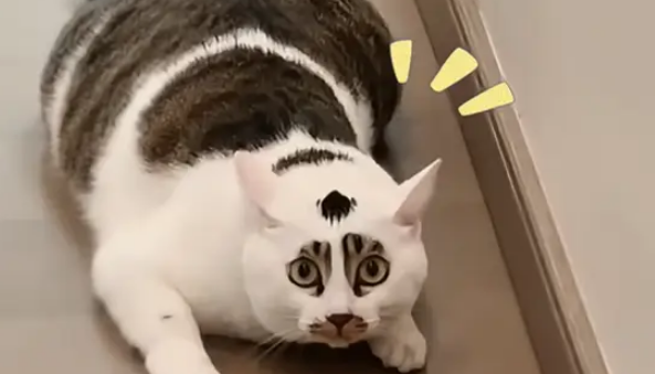 狸花猫和白猫生孩子就像开盲盒,花色好有特点,取名小八嘎 狸花猫和白猫生孩子就像开盲盒,花色好有特点,取名小八嘎