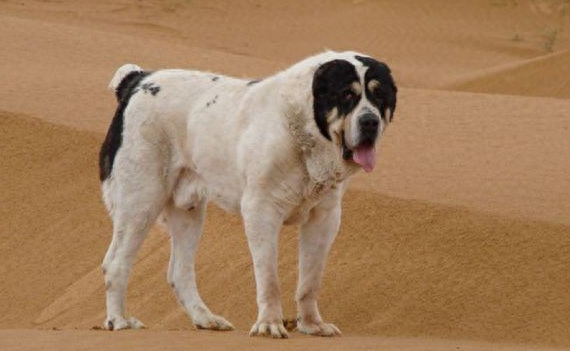 中亚牧羊犬，草原上的“东方神犬”