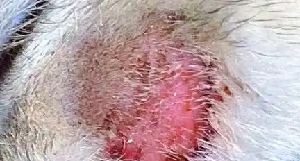 猫身上烂了洞还流脓怎么回事