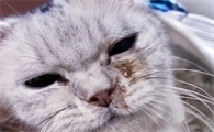 猫打喷嚏有眼屎怎么办