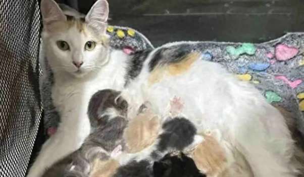 怀孕三花猫被送到收容所，一窝竟生了八个，猫妈妈太伟大了