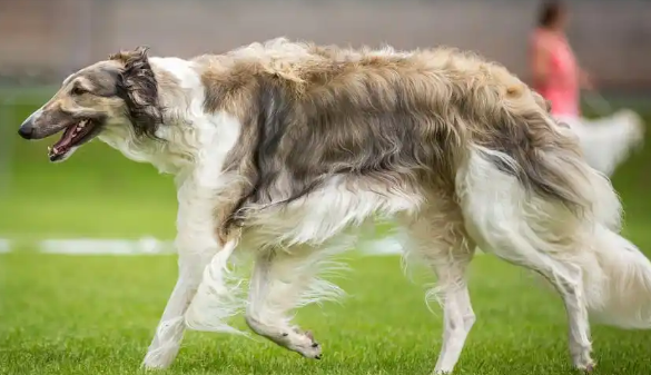 你知道苏俄猎狼犬吗?一般人可养不起 你知道苏俄猎狼犬吗?一般人可养不起