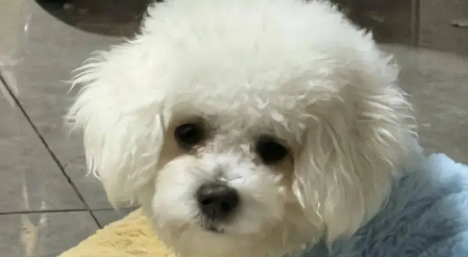 妹子过生日给比熊吃了几口蛋糕,没想到半夜竟送它去抢救 妹子过生日给比熊吃了几口蛋糕,没想到半夜竟送它去抢救