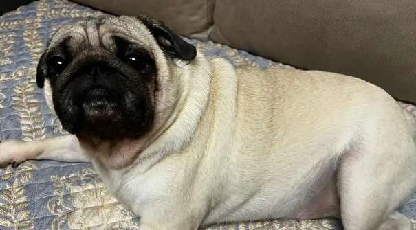 犬瘟初期抽搐像打嗝一样吗