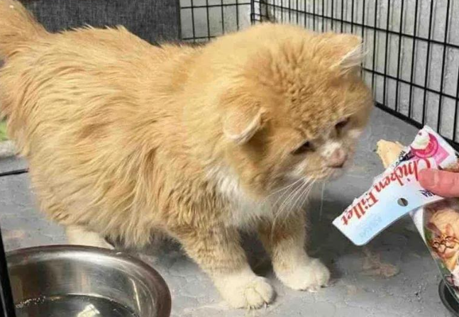 流浪老猫被救进家,吃完零食彻底黏上人 流浪老猫被救进家,吃完零食彻底黏上人