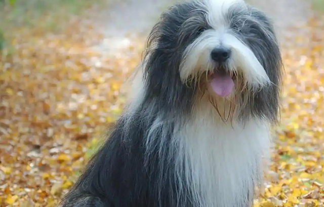 波兰低地牧羊犬,饲养时要注意这几点 波兰低地牧羊犬,饲养时要注意这几点