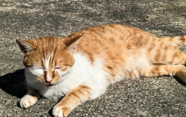 猫咪肚子肿胀摸着还疼怎么回事
