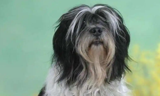 波兰低地牧羊犬,饲养时要注意这几点 波兰低地牧羊犬,饲养时要注意这几点