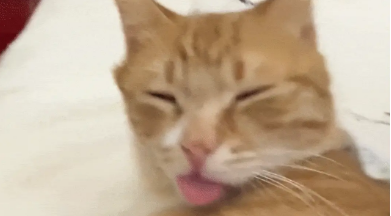 橘猫半睁双眼吐着舌头睡觉，要不是它还喘气，主人差点就打120