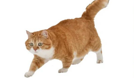 猫咪经常发抖是怎么回事？
