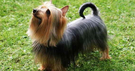 丝毛梗犬怎么看纯不纯？感兴趣快来瞧瞧！