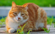 猫鼻支需要连续吃药多少天