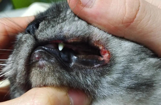 猫咪嘴巴破皮烂了怎么治疗 猫咪嘴巴破皮烂了怎么治疗