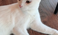 膨润土混合猫砂品牌有哪些?室内家用首选帮宠适