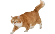 猫咪经常发抖是怎么回事？