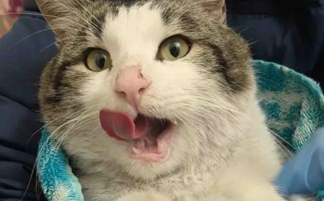 养老院外流浪的圆脸大猫,被救进屋后疯狂踩奶 养老院外流浪的圆脸大猫,被救进屋后疯狂踩奶