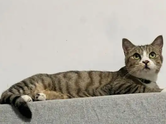 猫咪得了猫鼻支能治好吗多少钱
