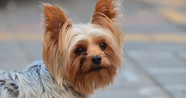 丝毛梗犬怎么看纯不纯？感兴趣快来瞧瞧！