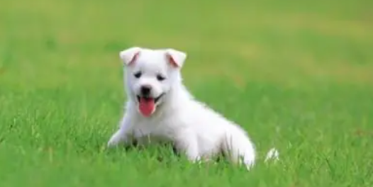 狗狗肺炎活下来的几率