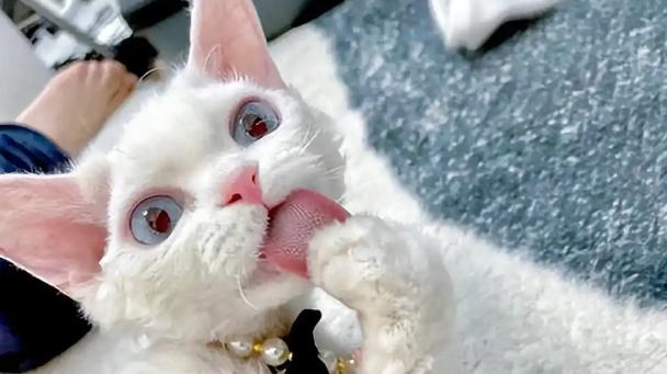 为什么养“德文卷毛猫”的人越来越多了？