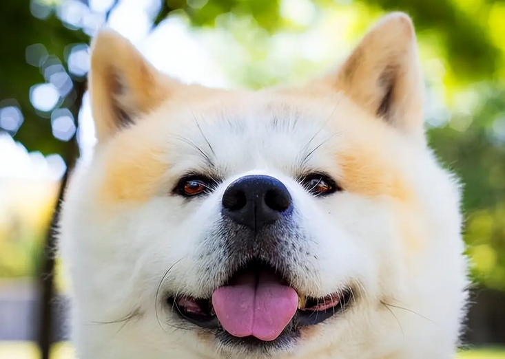 狗狗嘴臭是什么原因导致的怎么治疗 狗狗嘴臭是什么原因导致的怎么治疗