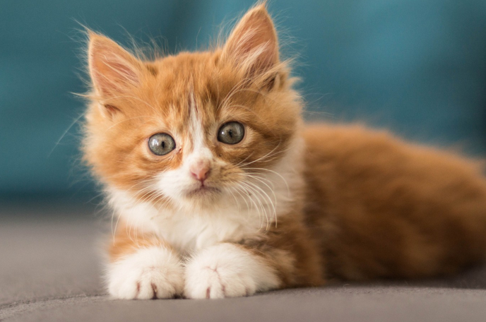 猫咪肚子呼吸的时候为什么一抽一抽的
