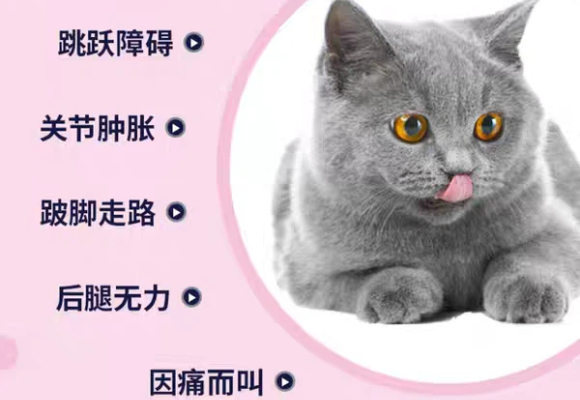 新手养猫必看｜折耳猫一定会发病吗？康仕健Cosequin帮你打破焦虑