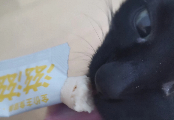 打工族养猫没空做猫饭?猫零食品牌推荐首选杜玛仕DUMASHI 打工族养猫没空做猫饭?猫零食品牌推荐首选杜玛仕DUMASHI