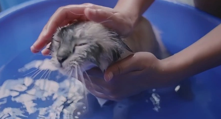 猫洗澡死了是什么原因 猫洗澡死了是什么原因