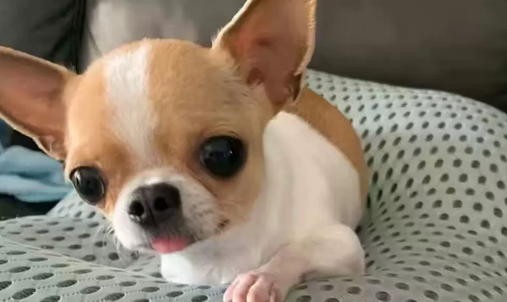 袖珍犬多少钱一只?软萌掌心小萌宠价格明细揭秘 袖珍犬多少钱一只?软萌掌心小萌宠价格明细揭秘
